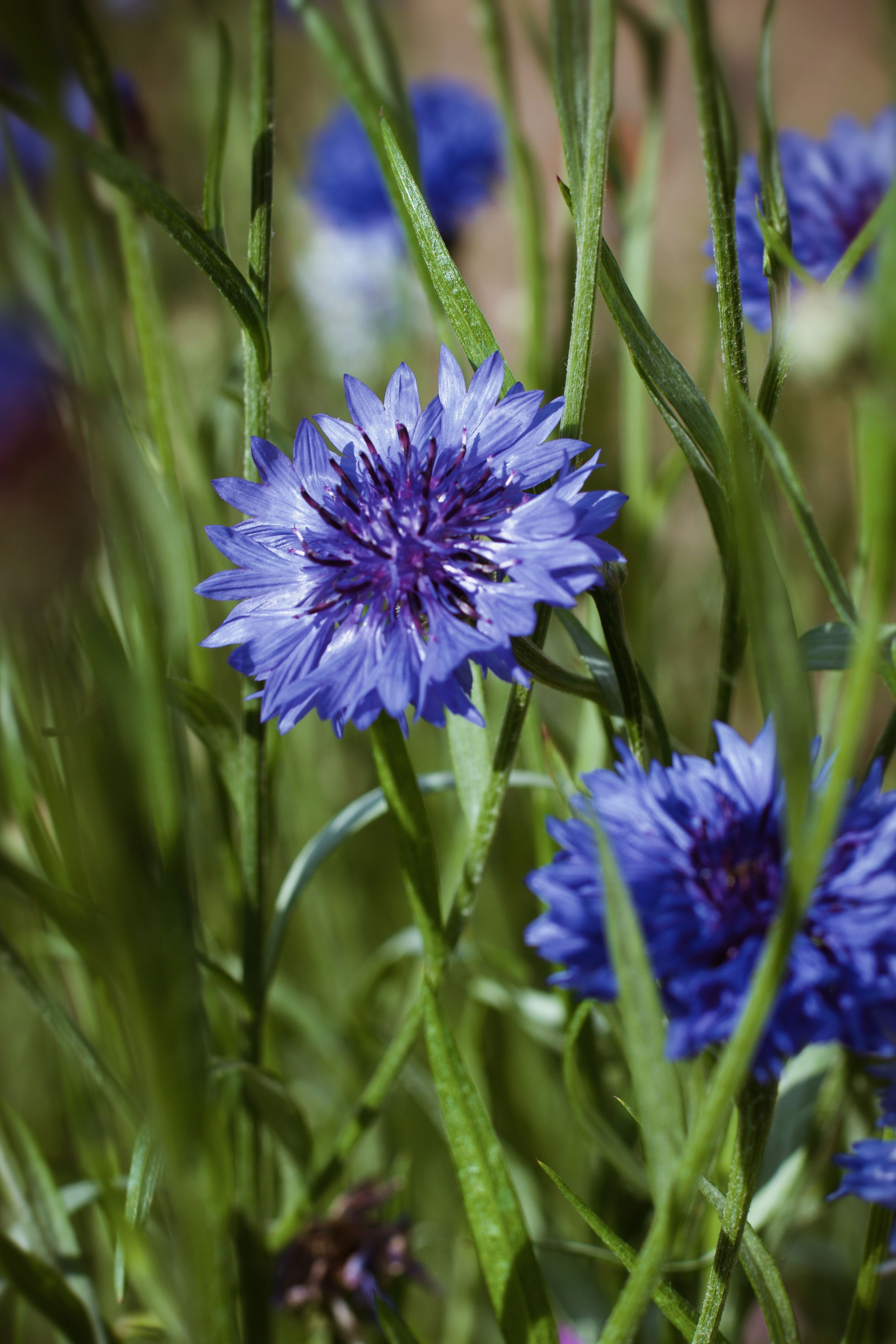 Cornflower
