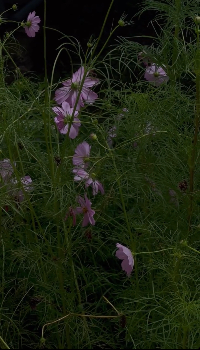 Cosmos (Limited Edition Collaboration with Tess Guinery)