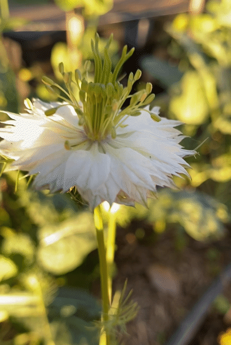 Love in a Mist
