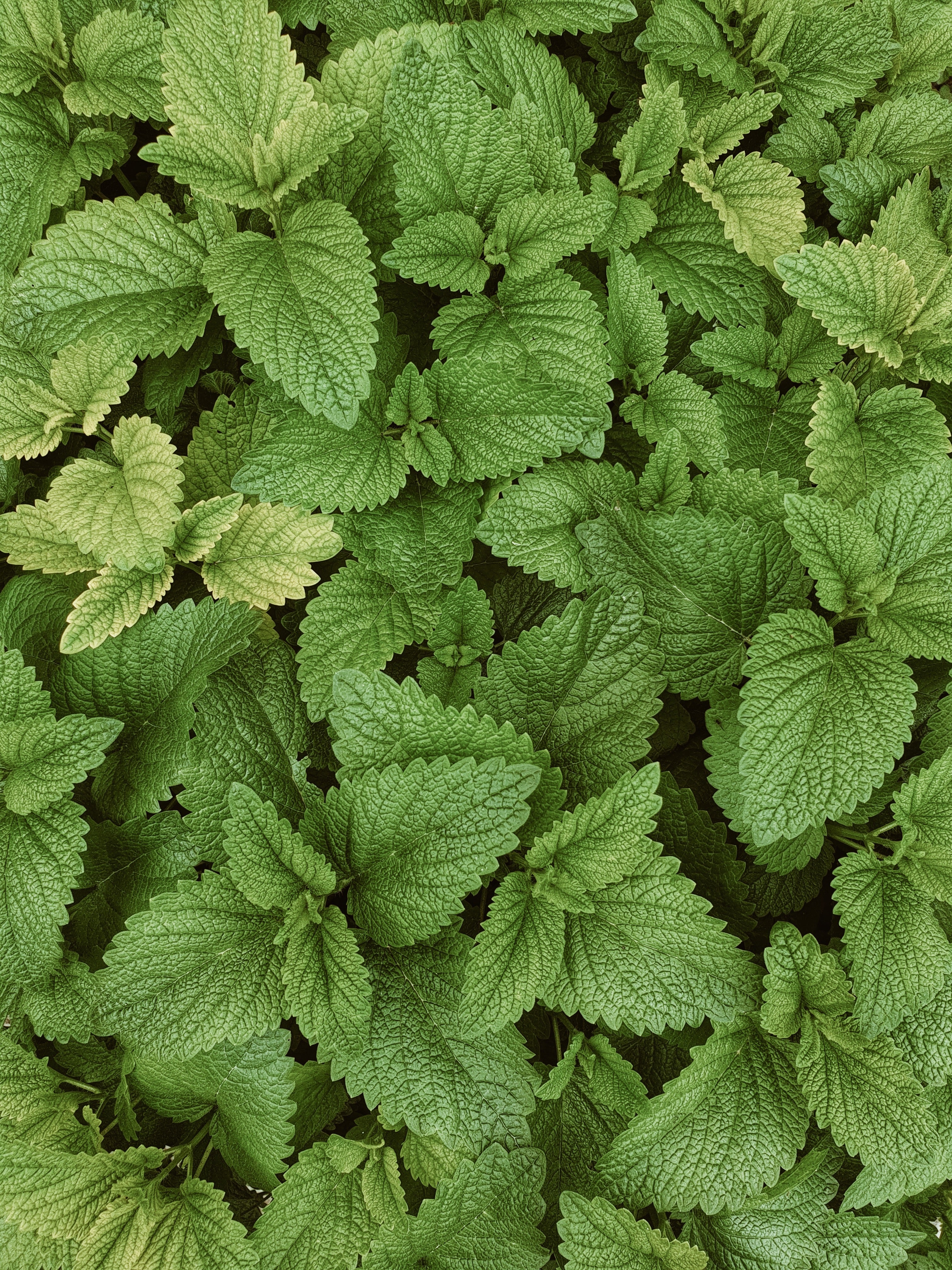 Mint