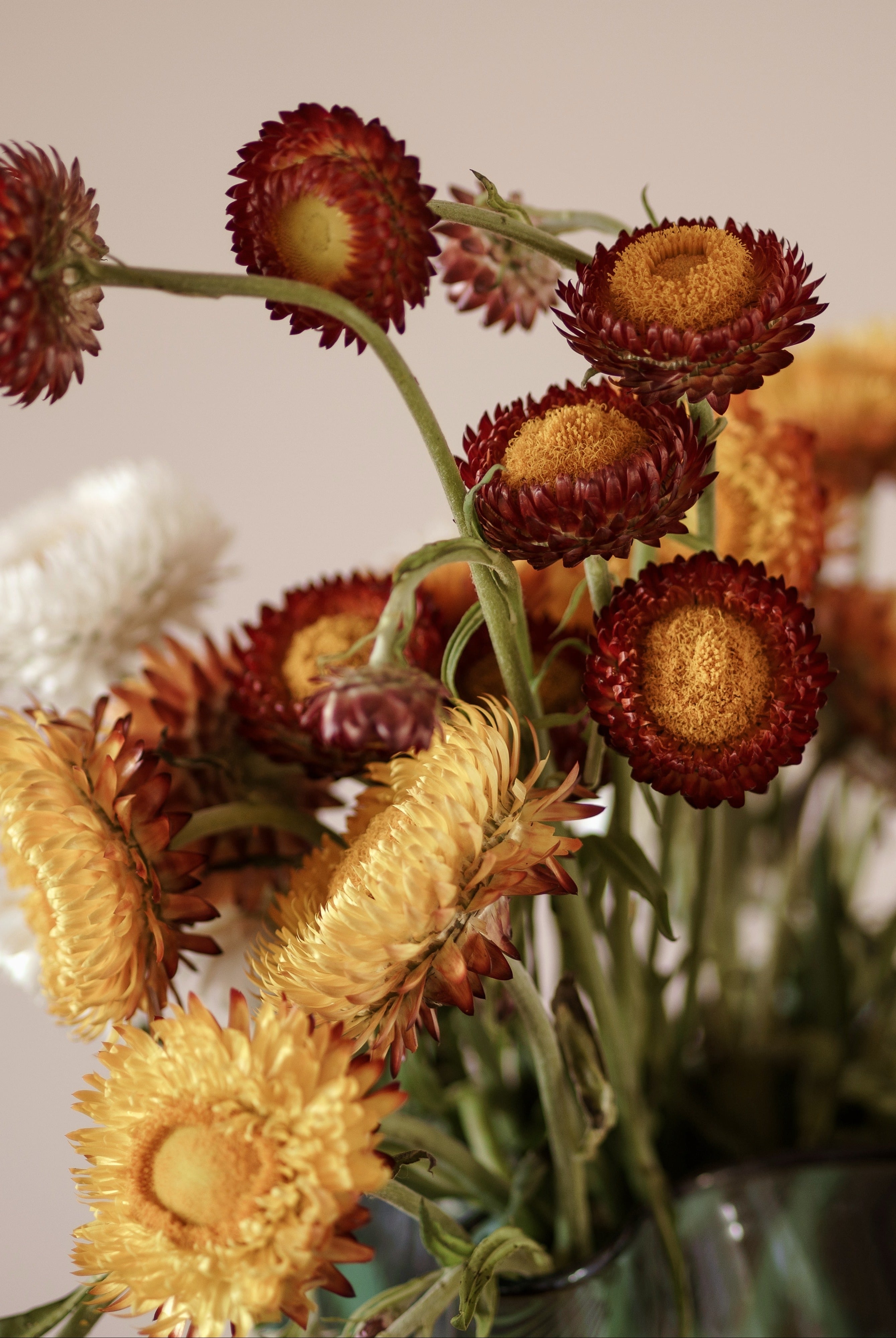 Strawflower