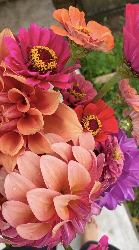 Zinnia
