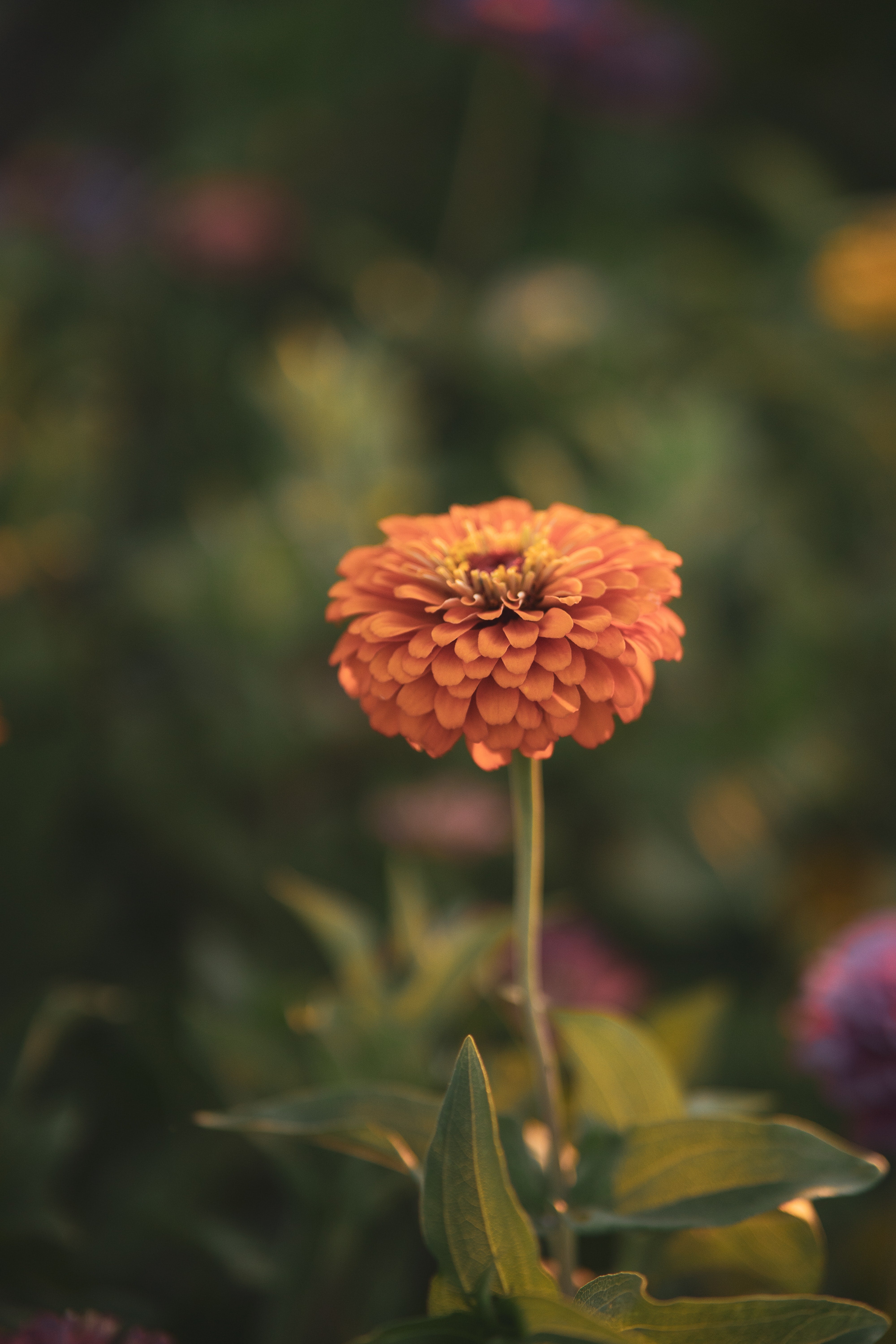 Zinnia