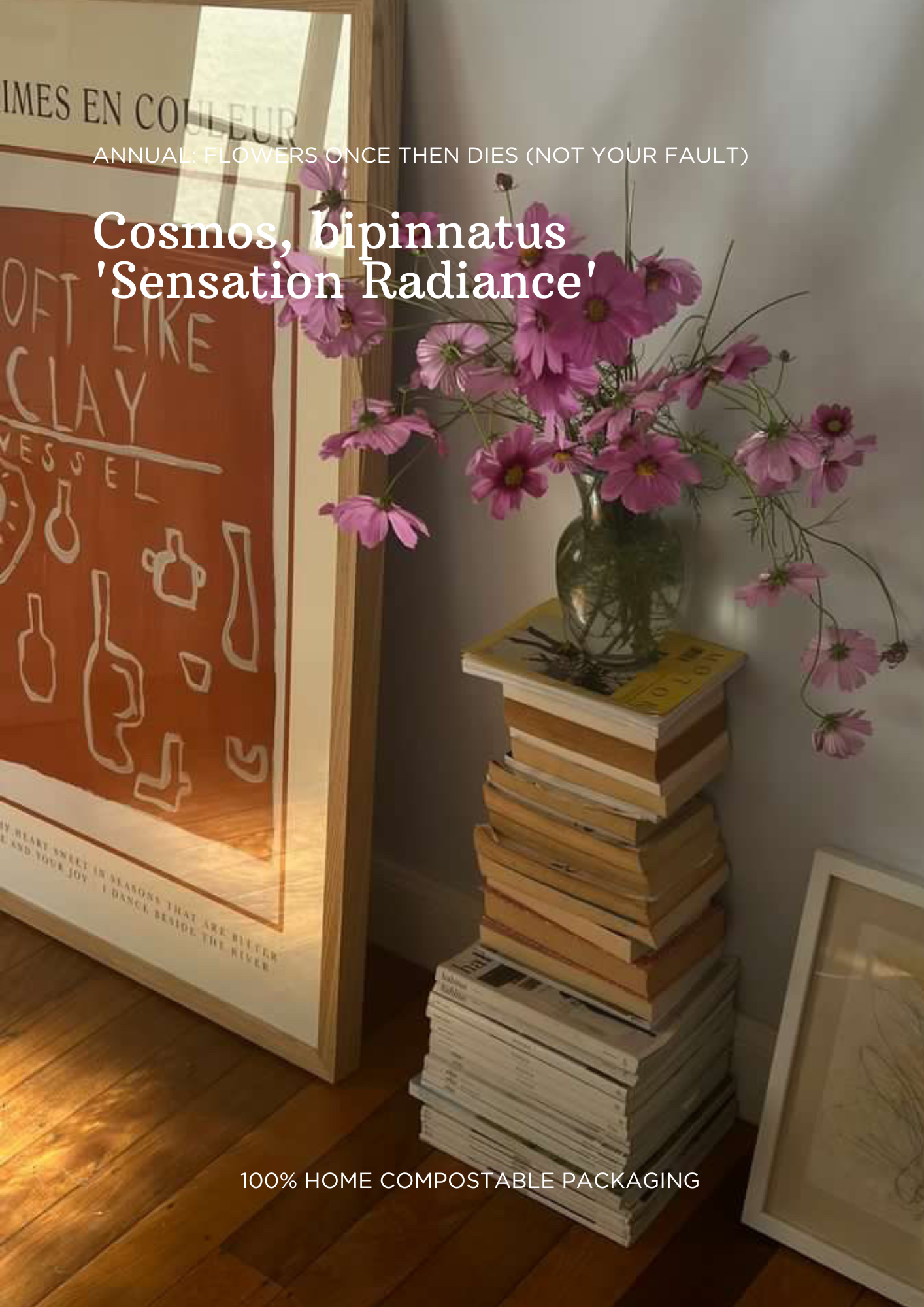 Bulk Seed Packets | Cosmos, Mint & Love in a Mist (Mix)