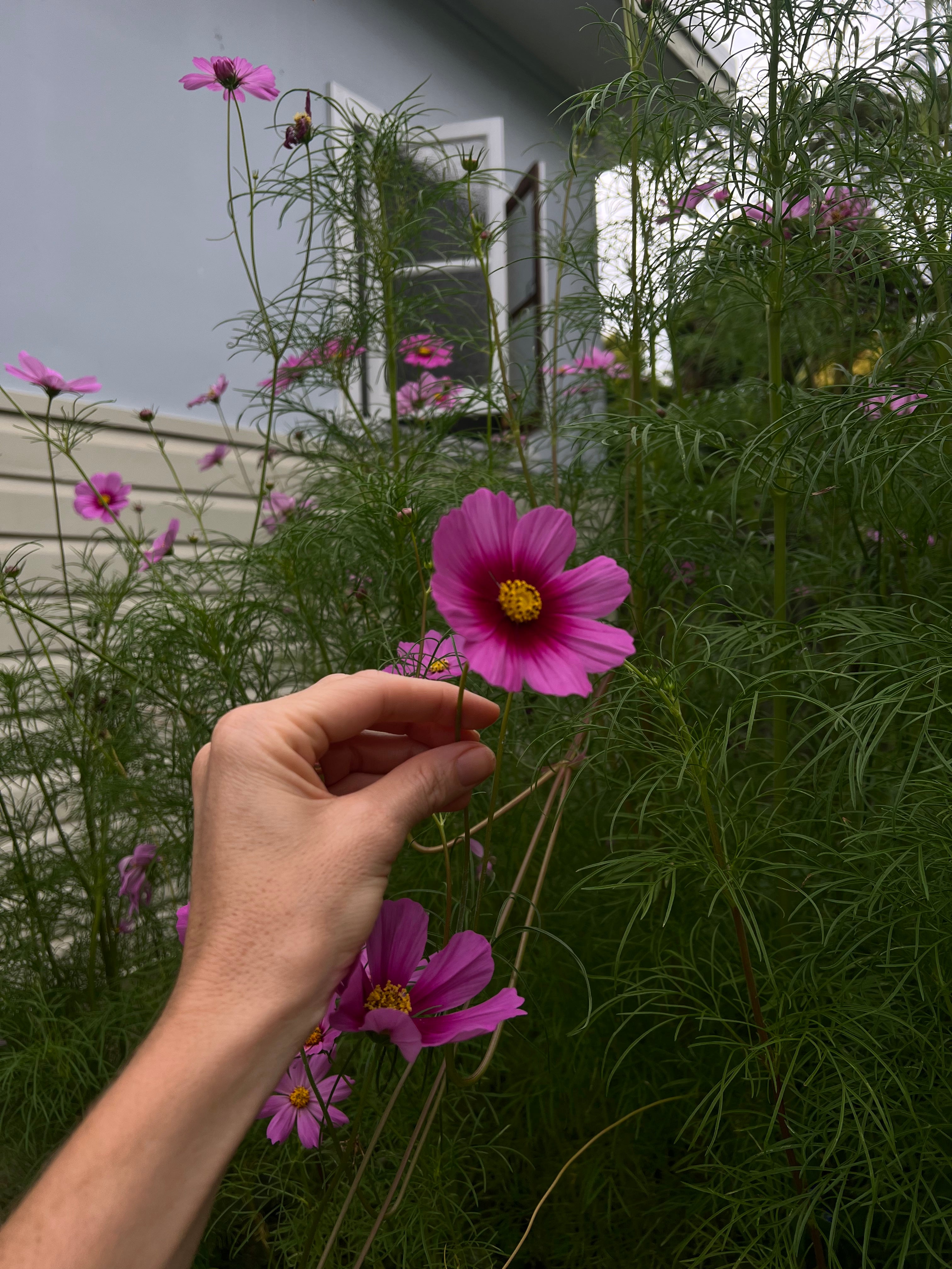 Cosmos (Limited Edition Collaboration with Tess Guinery)