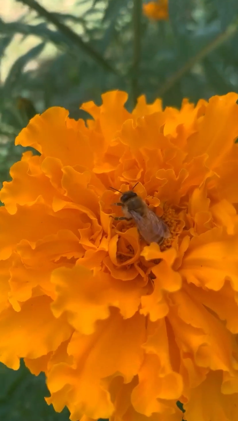 A BOUQUET of Flowers