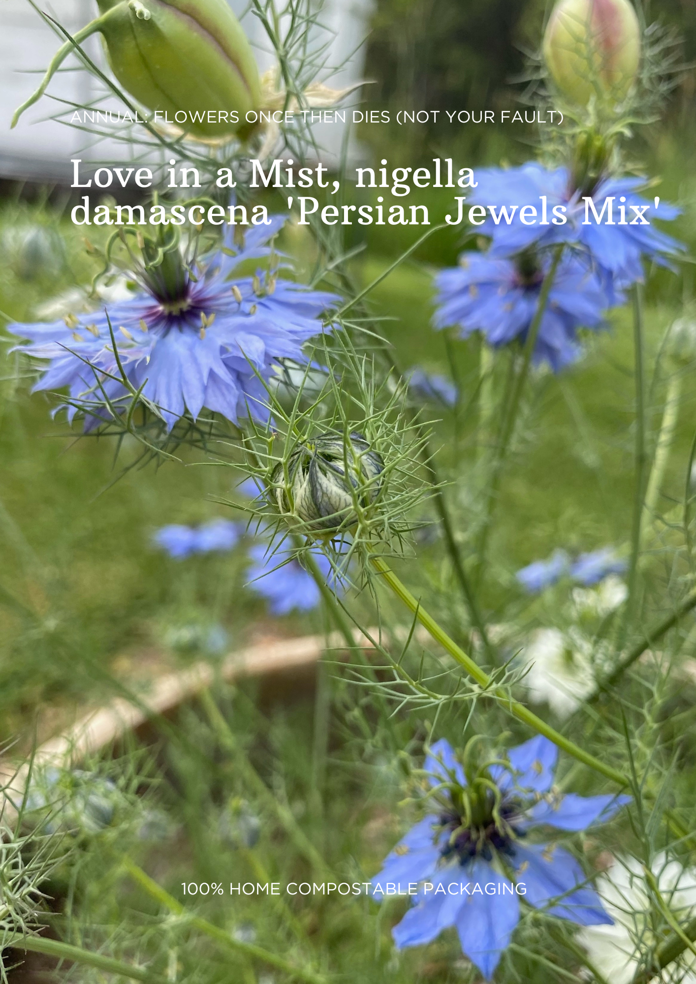 Bulk Seed Packets | Love in a Mist, Mint & Cosmos (Mix)