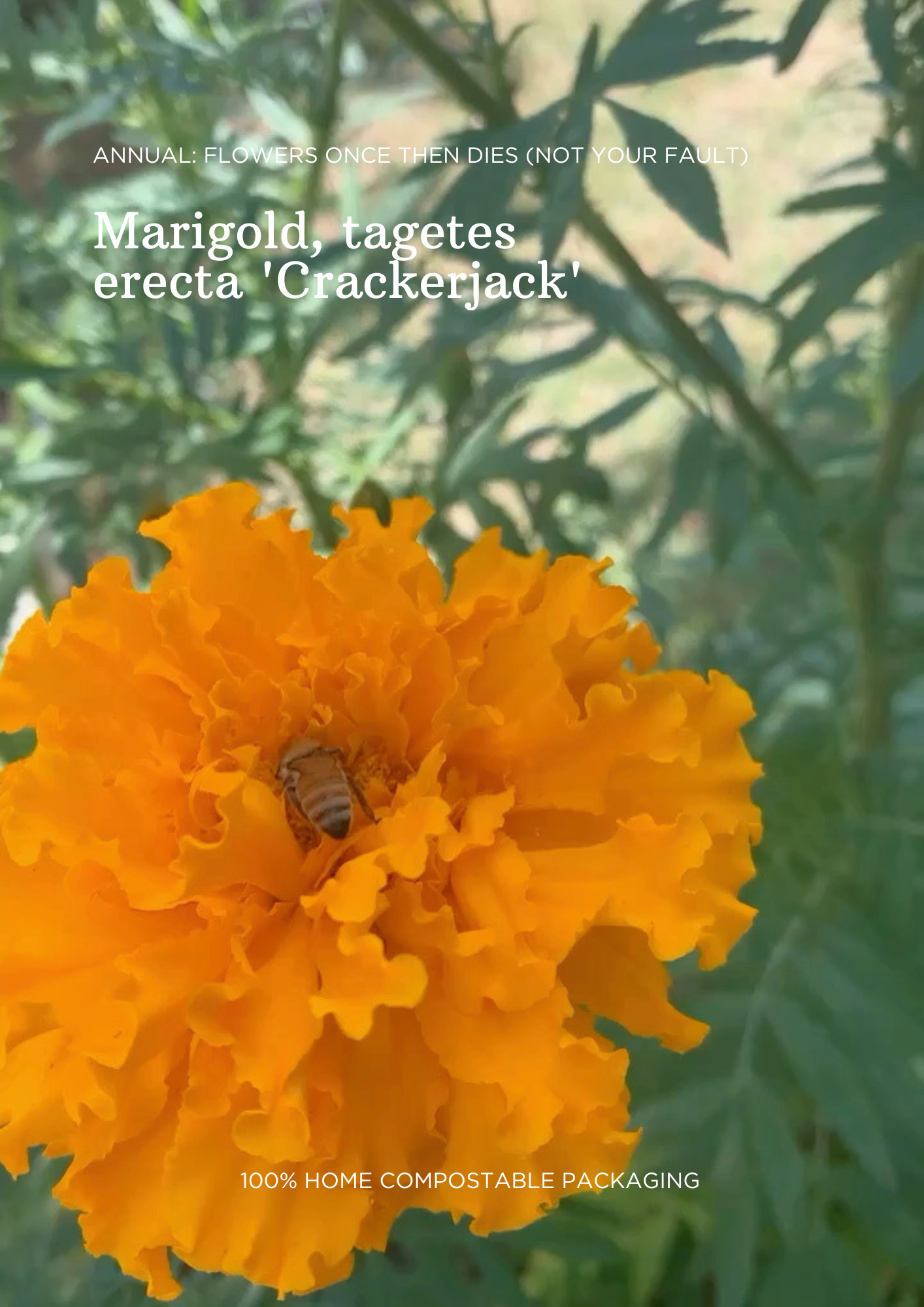 Bulk Seed Packets | Marigold, Love in a Mist & Zinnia