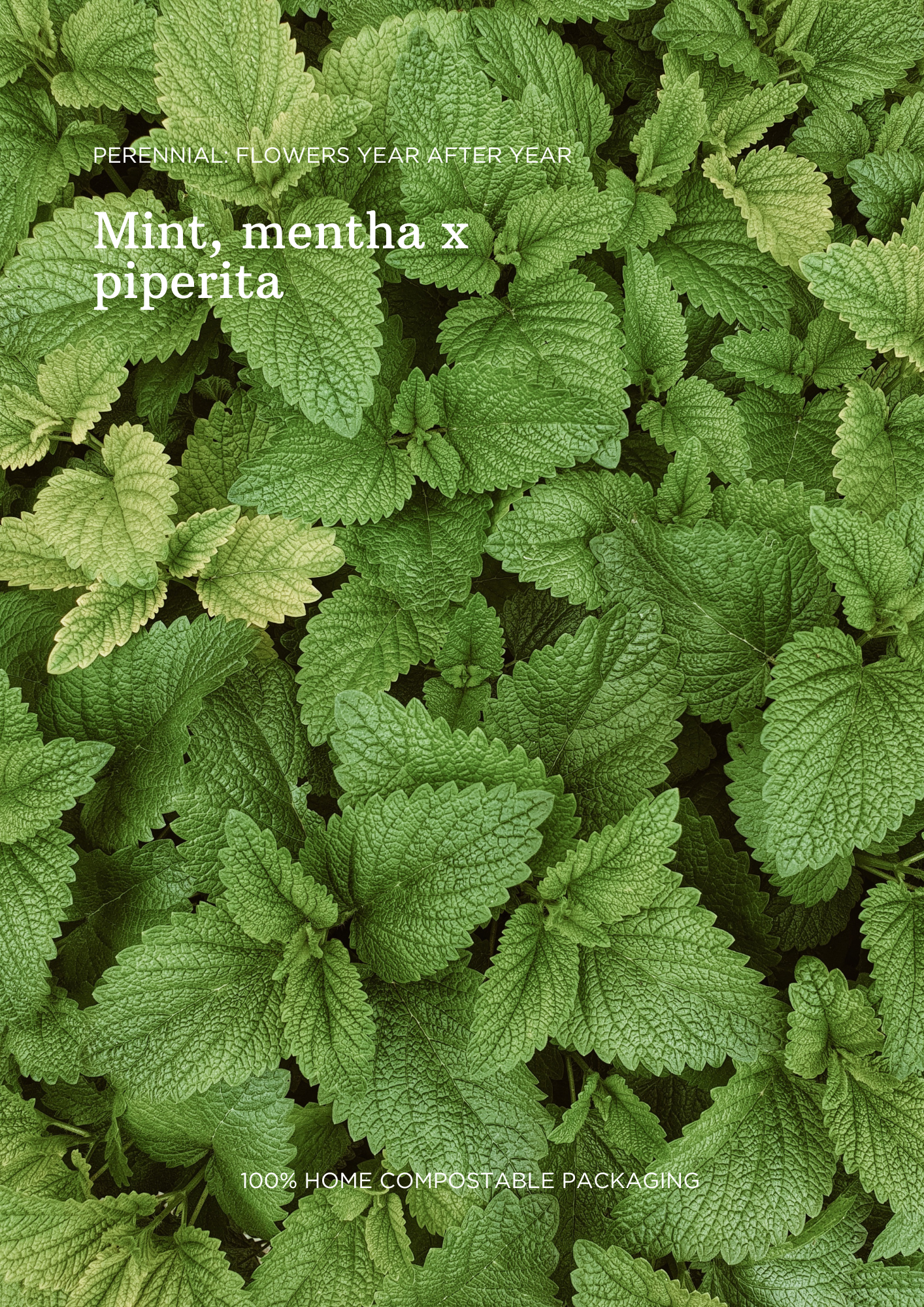 Bulk Seed Packets | Mint