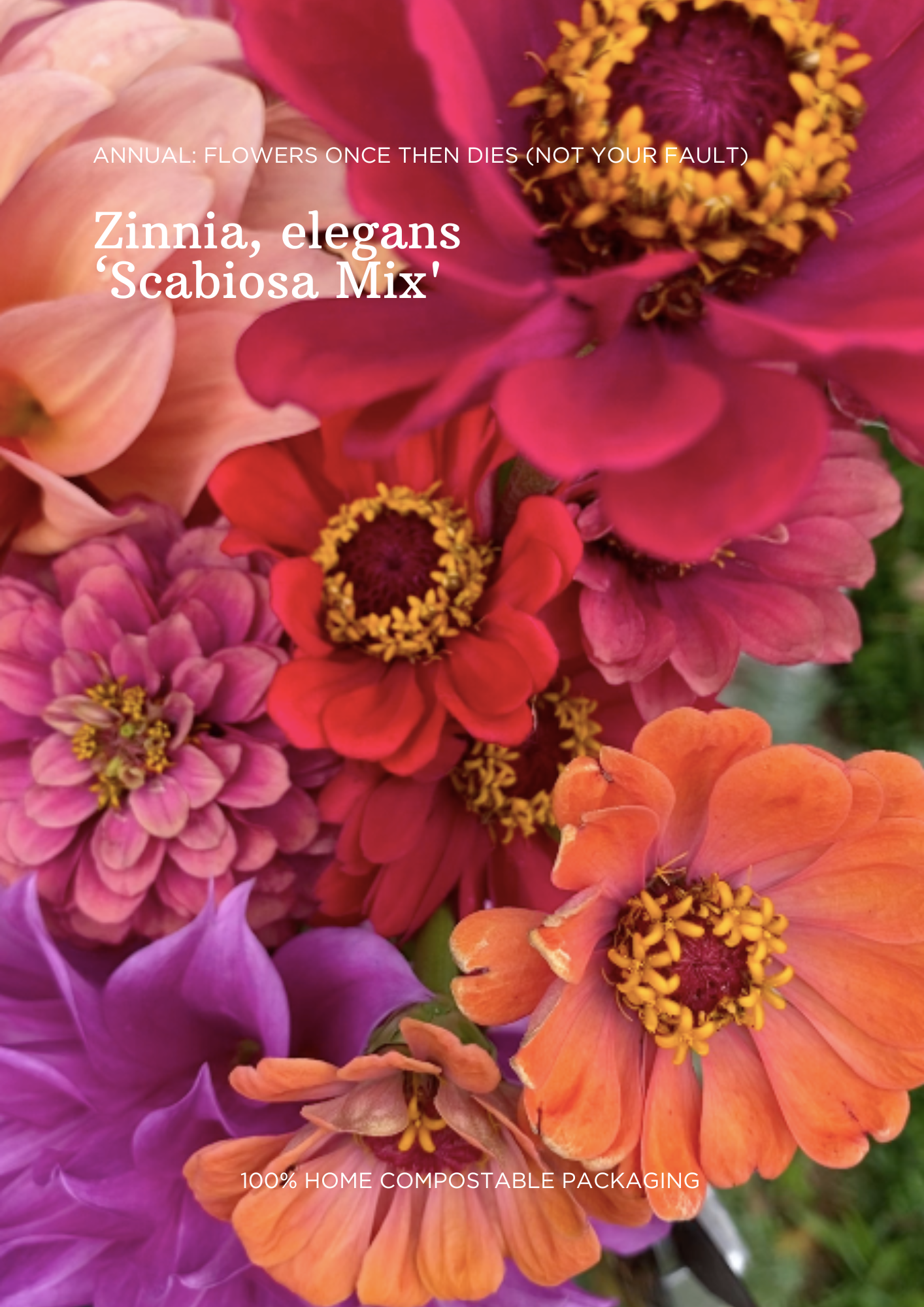 Bulk Seed Packets | Marigold, Love in a Mist & Zinnia